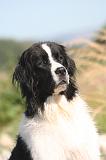 LANDSEER 493